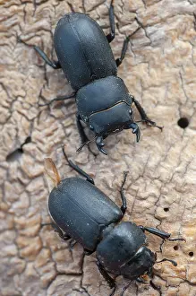 Drucke von Barkschroter, Dorcus parallelipipedus, kleiner Hirschkäfer, Zwerg-Hirschkäfer, Käfer, Coleoptera, weiblich, hoher Größe Hirschkäfer Drucke: Barkschroter, Dorcus parallelipipedus