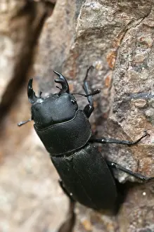 Drucke von Barkschroter, Dorcus parallelipipedus, Lesser stag beetle, dwarf stag beetle, Käfer, Coleoptera, hoher Größe , Portraitformat , Insekten , Käfer , Männchen Barkschrter Hirschkäfer Drucke: Barkschroter, Dorcus parallelipipedus