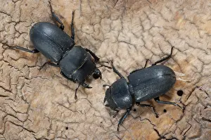 Drucke von Barkschroter, Dorcus parallelipipedus, Lesser stag beetle, Zwerg-Hirschkäfer, Käfer, Coleoptera, weiblich, Insekten, Käfer, Männchen , Männchen , Weibchen Barkschrter ,Dorcus parallelipipedus Hirschkäfer Drucke: Barkschroter, Dorcus parallelipipedus