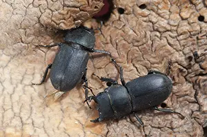 Drucke von Barkschroter, Dorcus parallelipipedus, Lesser stag beetle, Zwerg-Hirschkäfer, Käfer, Coleoptera, Weibchen, Insekten, Käferarten Hirschkäfer Drucke: Barkschroter, Dorcus parallelipipedus