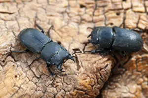 Drucke von Barkschröter, Dorcus parallelipipedus, Lesser stag beetle, Zwerg-Hirschkäfer, Käfer, Coleoptera, weiblich, Insekten, Käferarten , Männchen , Männchen , Weibchen Barkschröter Hirschkäfer Drucke: Barkschröter, Dorcus parallelipipedus