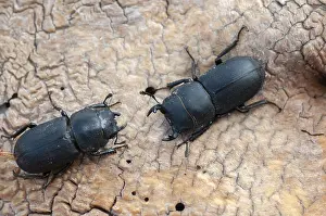 Drucke von Barkschroter, Dorcus parallelipipedus, Lesser stag beetle, Zwerg-Hirschkäfer, Käfer, Coleoptera, Weibchen, Insekten, Käferarten Hirschkäfer Drucke: Barkschroter, Dorcus parallelipipedus