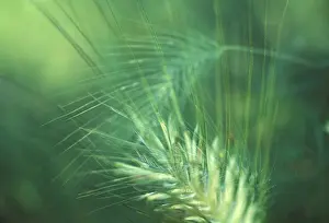 Close Up Barley Drucke: Barley