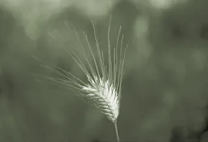Grain Ear Photography Drucke: Barley