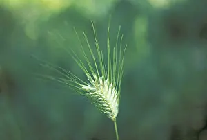 Grain Ear Photography Drucke: Barley