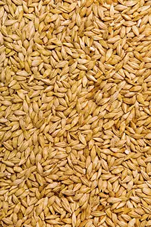 Close Up Barley Drucke: Barley