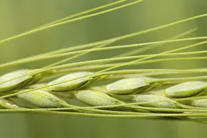 Grainfield Photography Drucke: Barley