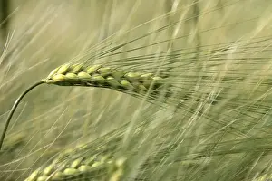 Barley Field Drucke: Barley