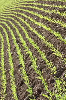 True Grasses Drucke: Barley