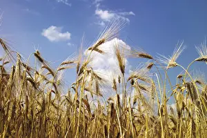 Barley Field Drucke: Barley field