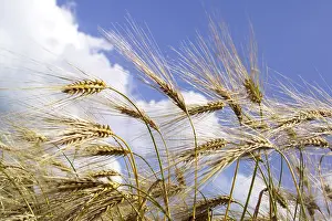 Barley Field Drucke: Barley field