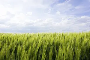 Springtime Agricultural Landscape Drucke: Barley field in spring, Germany