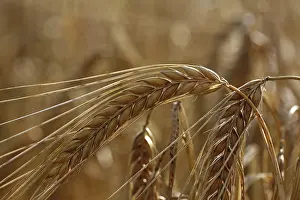 Deserted Farm Landscape Drucke: Barley (Hordeum vulgate) with ears