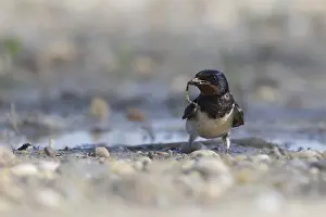 Nest Building Birds Drucke: Barn swallow collecting nesting material