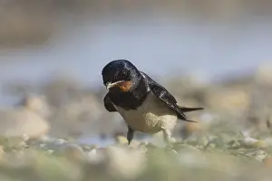 Barn Swallow Nesting Material Drucke: Barn swallow collecting nesting material