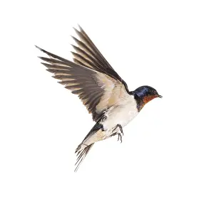 Studio Shot Of A Songbird Drucke: Barn Swallow Flying wings spread