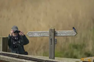 British Bird Species Drucke: Barn swallow (Hirundo rustica)