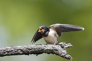 European Passerine Species Drucke: Barn swallow (Hirundo rustica)