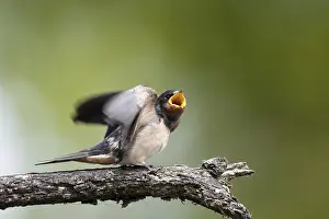 Barn Swallow Drucke: Barn swallow (Hirundo rustica)