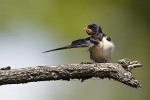 Barn Swallow Drucke: Barn swallow (Hirundo rustica)