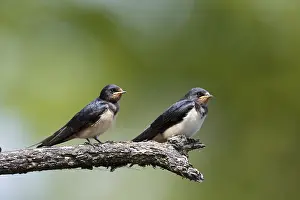 German Nature Reserve Birds Drucke: Barn swallow (Hirundo rustica)