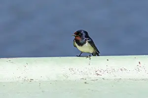 Barn Swallow Germany Drucke: Barn swallow (Hirundo rustica)