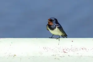 German Songbird Species Drucke: Barn swallow (Hirundo rustica)