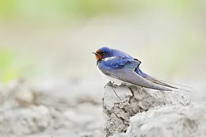 European Bird Drucke: Barn Swallow (Hirundo rustica)
