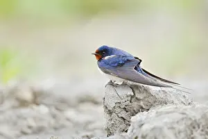 European Bird Drucke: Barn Swallow (Hirundo rustica)