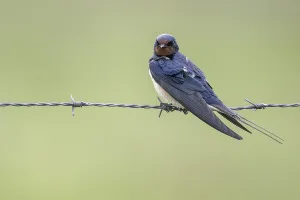 Emsland Nature Reserve Drucke: Barn Swallow (Hirundo rustica)