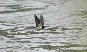 Austria Wildlife Drucke: Barn Swallow (Hirundo rustica)