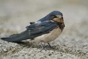 Outstretched Wings Drucke: Barn Swallow Hirundo rustica