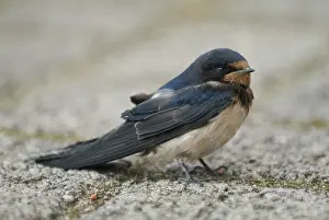 Birds In Flight Drucke: Barn Swallow Hirundo rustica