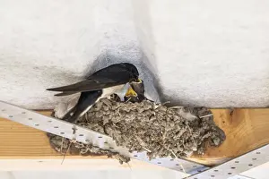 Drucke von Schwalbenwirt (Hirundo rustica), Schleswig-Holstein, Deutschland Schwalben Und Schwalbenschwänze Drucke: Schwalbenwürger (Hirundo rustica)