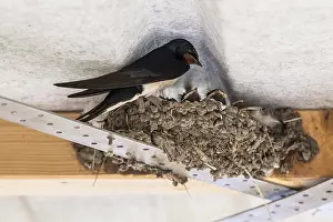 German Bird Species Drucke: Barn Swallow (Hirundo rustica)