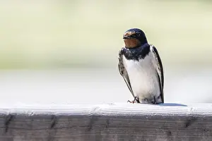 European Wild Animals Drucke: Barn Swallow (Hirundo rustica)