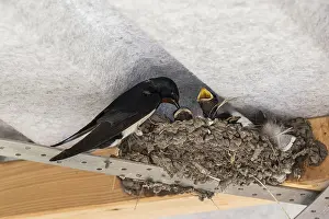 Barn Swallow Europe Drucke: Barn Swallow (Hirundo rustica)