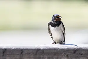 Rauchschwalbe Drucke: Schwalbenwürger (Hirundo rustica)