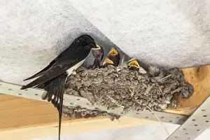 Wildlife Photography In Europe Drucke: Barn Swallow (Hirundo rustica)