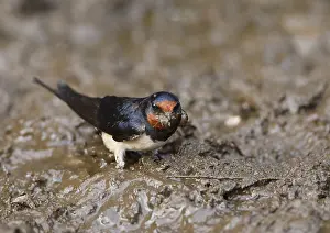 Deserted Wildlife Habitat Germany Drucke: Barn swallow, Hirundo rustica, fetching nesting material