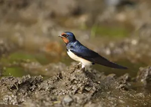 Barn Swallow Nesting Material Drucke: Barn swallow, Hirundo rustica, fetching nesting material