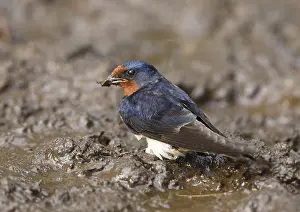 Barn Swallow Nesting Material Drucke: Barn swallow, Hirundo rustica, fetching nesting material