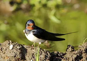 Wild Animal Behavior In Nature Drucke: Barn swallow, Hirundo rustica, fetching nesting material