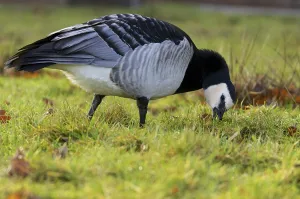 Animal Feed Drucke: Barnacle Goose