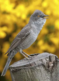Central Europe Wildlife Drucke: Barred Warbler, Brandenburg, Germany