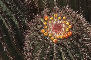 Fuerteventura Landscape Drucke: Barrel Cactus (Echinocactus) with small
