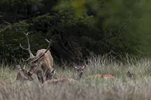 Denmark Wildlife Drucke: Based on years of observation
