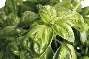 Lamiaceae Family Plants Drucke: Basil