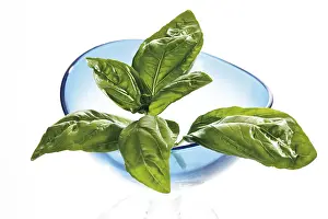 Spice Nutrition Facts Drucke: Basil
