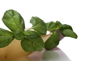 Close Up Basil Drucke: Basil